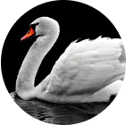 BgRemoverToTryPic 4
